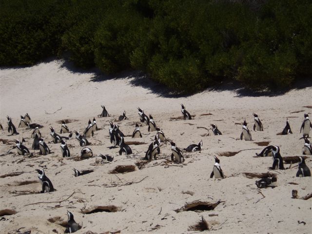 tl_files/uploads/blog/Suedafrika/10_Fides_PureLuxury_pinguine in boulders beach 1.jpg