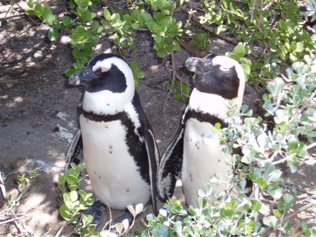 tl_files/uploads/blog/Suedafrika/11_Fides_PureLuxury_pinguine in boulders beach 2.jpg